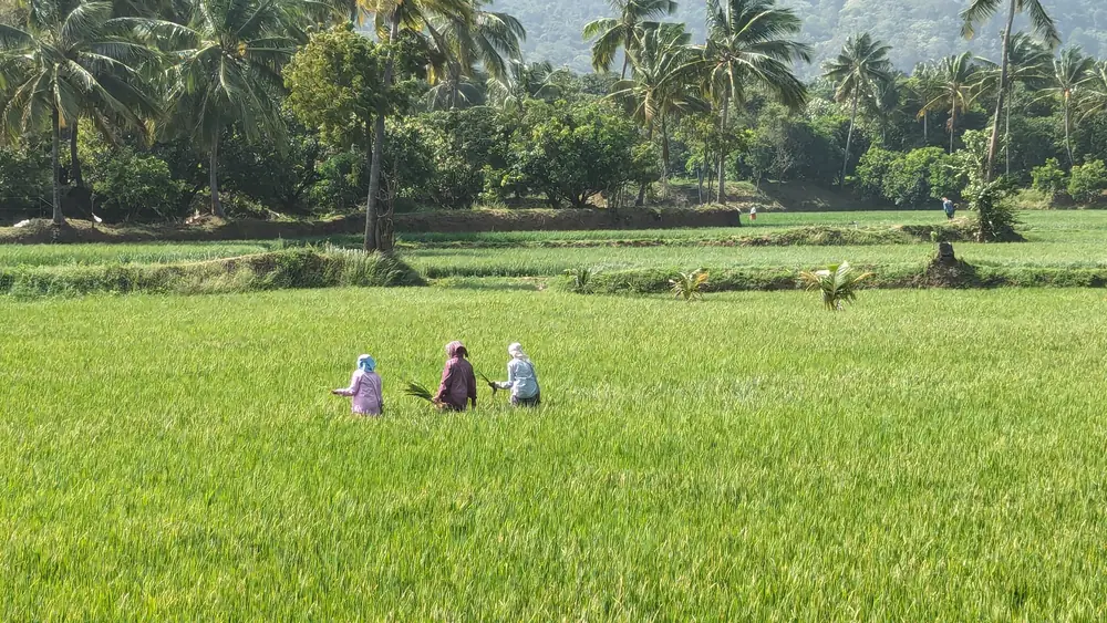 Paddy fields near Kollengode, Palakkad