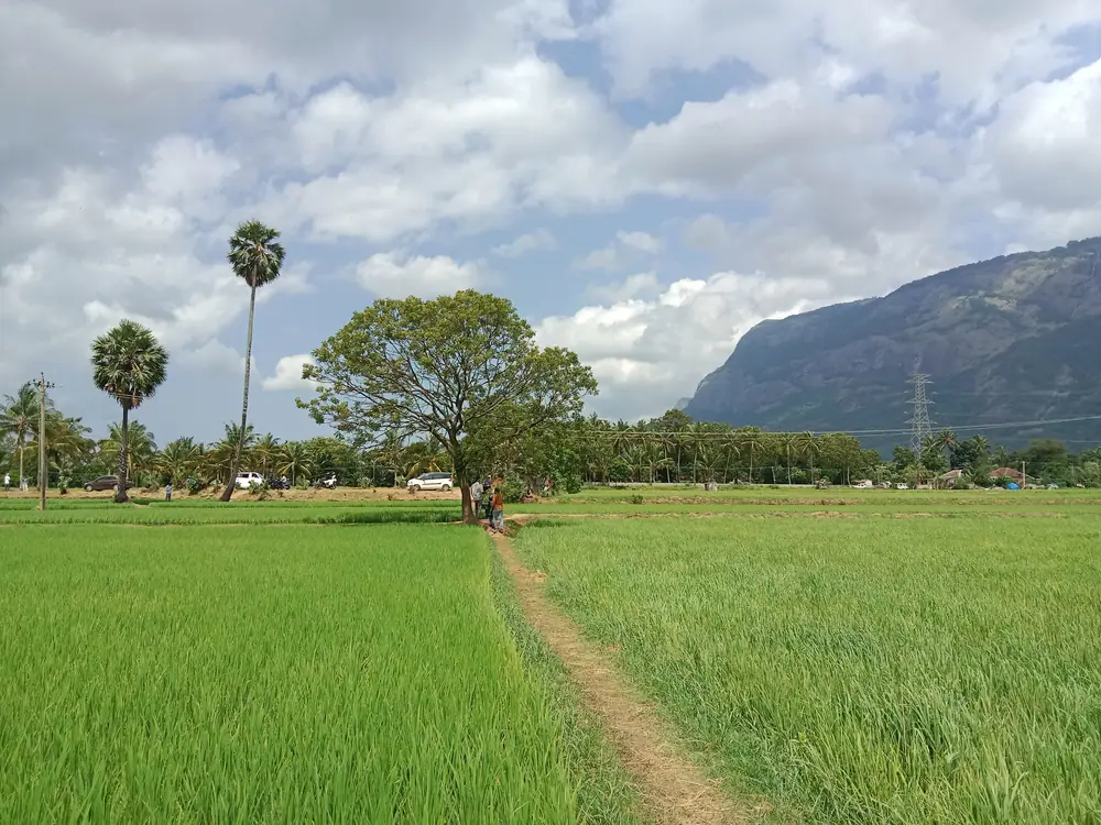 Paddy fields under the hills at Kollengode, Palakkad