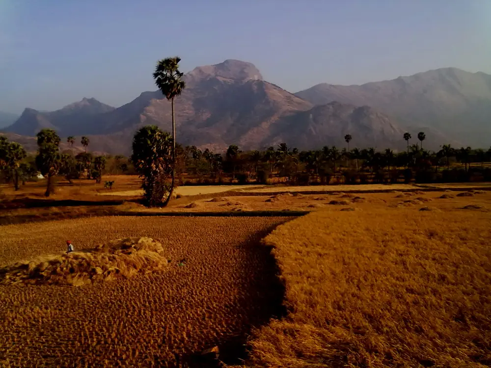 Harvested paddy below the Western Ghats in Palakkad